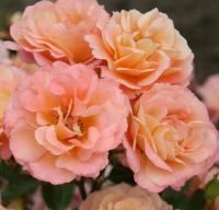 Róża Okrywowa Francuska CBA