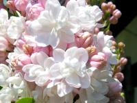 LILAK KRASAWICA MOSKWY jasnoróżowe pachnące kwiaty formowane drzewko