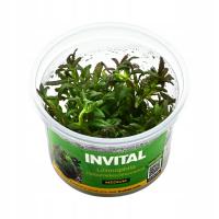 INVITAL Limnophila hippuroides in vitro Ø 7 cm