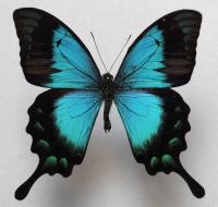 Бабочка Papilio lorquinianus albertisi самец .