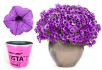 Supertunia Mini Vista Blue Violet цветочный горшок XL P12 fi12 новинка