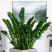 Замиокулькас замиифолия незаменимая классика замиокулькас размер М 30-40 см