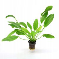 Echinodorus питон лягушка питон без CO2 корзина растение для аквариума