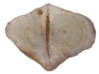 Plaster Dębowy 62x47 Duży Wybór Różne Rozmiary Dąb