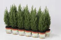 CYPRYSIK ELLWOODII 25- 30CM KOLUMNOWA FORMA, ŻYWA CHOINKA BOŻONARODZENIOWA