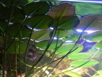 HYDROKLEJA - znakomita roślina dla skalarów, paletek - PROMOCJA