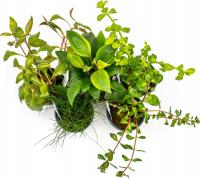 INVITAL коллекция 5 неприхотливых аквариумных растений