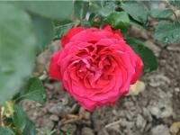 Róża wielkokwiatowa FULUGRANTE NR 1398