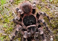 Acanthoscurria geniculata L4 / 5-Белоколановый Тарантул