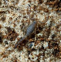 Vaejovis deborae Leśny skorpion z Arizony