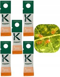 SWIRSKI ULTI-MITE 5 szt Skuteczna ochrona przed wciornastkami BIO Roztocza