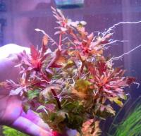 hygrophila triflora hodowla podwodna