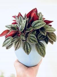 Peperomia Caperata 'Rosso' Курчавый Перец Красный Зеленый