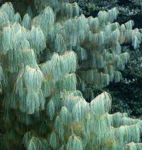 P9 СОСНА АРМАНДА PINUS ARMANDII