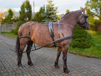 Skórzana Uprząż parokonna dla konia Balotade Morgan Na parę Full