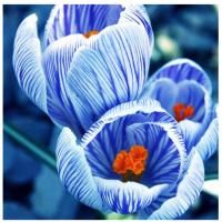 Крокус луковицы полосатый синий для грунта и плантаторов 10 шт.   Бесплатно