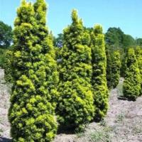 Cis pospolity 'David' Taxus baccata krzew iglasty do ogrodu i rabat