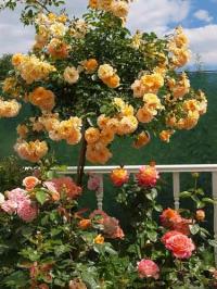 Роза оранжевая ароматная 718