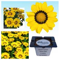 Газания блестящая желтая желтая