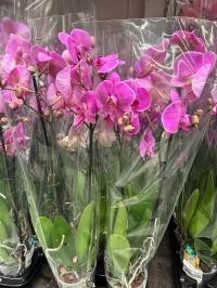 Орхидея живая JMP 2 побеги 60 см красочные со скидкой в оптовой продаже