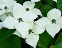 Кизил kousa 'Milky Way' РАРИТЕТ В САДУ Sadzonk