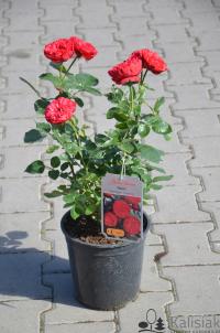 Rosa 'Piano' Роза крупноцветковая 30-50 см 5л
