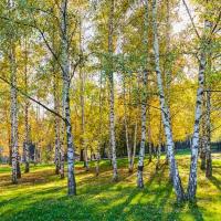 САЖЕНЦЫ БЕРЕЗЫ БЕРЕЗА БОРОДАВЧАТАЯ 10 ШТ. ИЗГОРОДЬ ЛЕСОВОССТАНОВЛЕНИЕ ПОСАДКИ