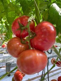 Pomidor tunelowy HAKUMARU F1 nasiona holenderskie 8szt