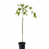 Morwa Biała Pendula - Morus alba 'Pendula'