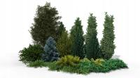 Готовый дизайн сада-Живая стена из вечнозеленых видов