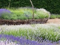 LAWENDA white scent sadzonka w pojemniku 10 cm na obwódki , miododajna