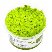 Spirodela polyrrhiza - Spirodela wielokorzeniowa (in-vitro) puszka 7cm TROP