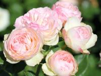 Roża rabatowa Pastella sadzonka w doniczce P11 jasnoróżowa krzew ozdobny