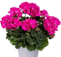 Герань клумба розовая семена