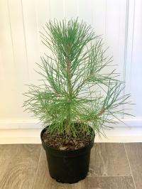 Сосна черная большая растение в горшке 3л текущие фотографии