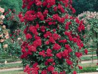 Róża pnąca Paul's Scarlet sadzonka w doniczce P11 czerwona