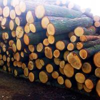 DREWNO DĄB DO WĘDZENIA NA OGNISKO GRILL 50 L XXL