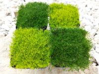 Кормушка костистая лучше травы вечнозеленый набор