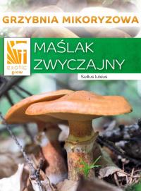 МАСЛАК ОБЫКНОВЕННЫЕ лесные грибы, МИЦЕЛИЙ микориза