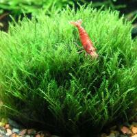 Mech Stringy moss - in vitro akwa_fan