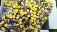 Пейнтбол шары NOP 500шт дополнительное свежее качество !! Сумка 500pcs