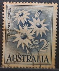 Australia luzak kas - 22/6