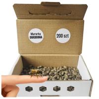 Pszczoła MURARKA OGRODOWA kokony 200 szt + GRATIS Pudełko Wylęgowe