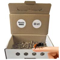 Pszczoła MURARKA ROGATA kokony 50 szt + GRATIS Pudełko Wylęgowe