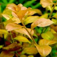 Ludwigia ovalis - in-vitro Aqua Art