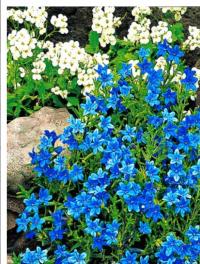 Литодора милое голубое пятно цветков рассада