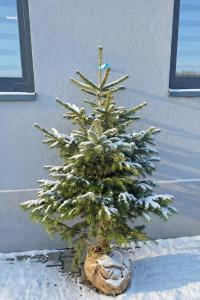 JODŁA KAUKASKA ZIMOZIELONA trwała choinka o miękkich igłach SADZONKA 140CM