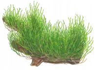 Mech Flame moss (Taxiphyllum sp.) (in-vitro) puszk