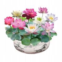 100 Капсул Чаша Лотоса Семена Лотоса Аквариум Водные Растения Крытый Гидроп