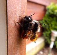 Pszczoła murarka rogata - 150 sztuk